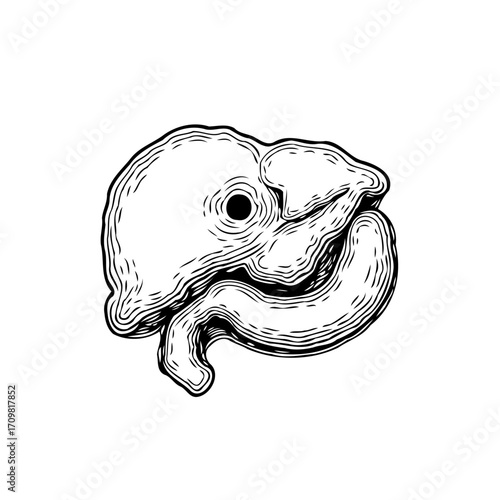 Stylized anatomical illustration showcasing complex internal organ structure with detailed