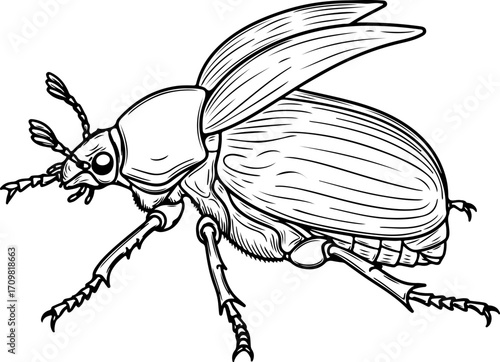 Vector art of black and white illustration of a beetle