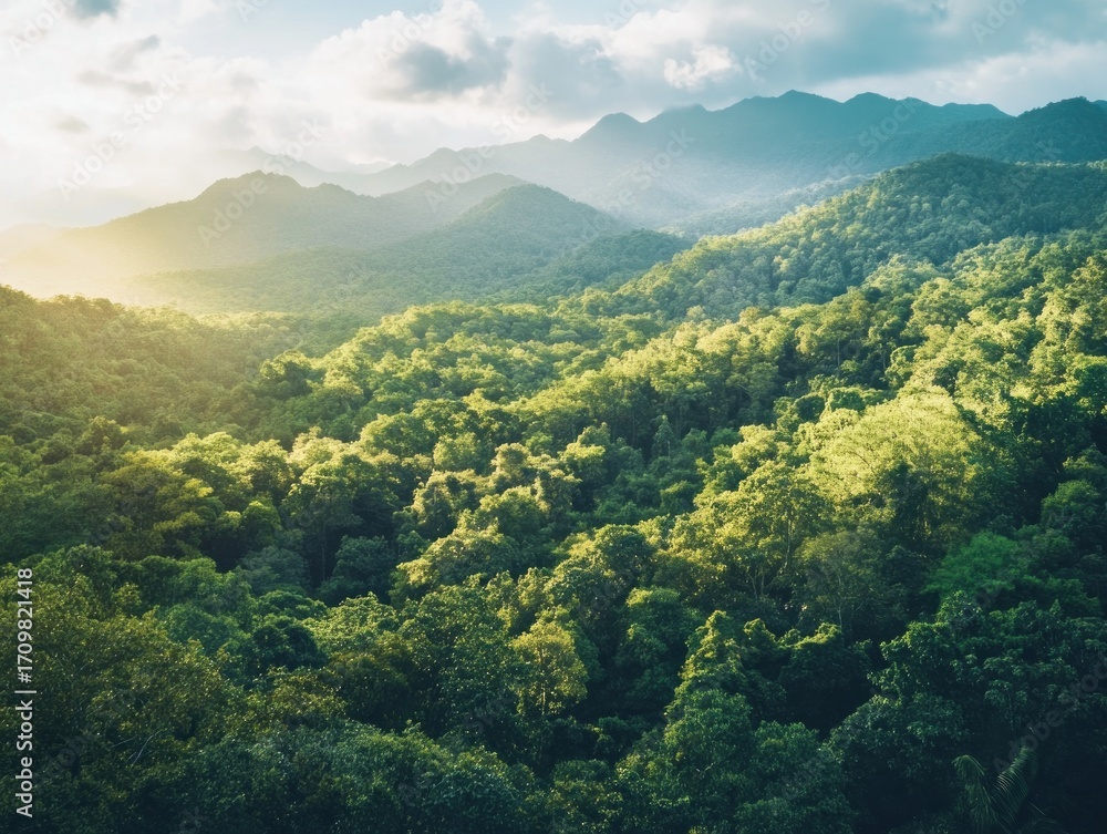 Obraz premium Lush green forest canopy draped over mountain ranges bathed in golden sunlight
