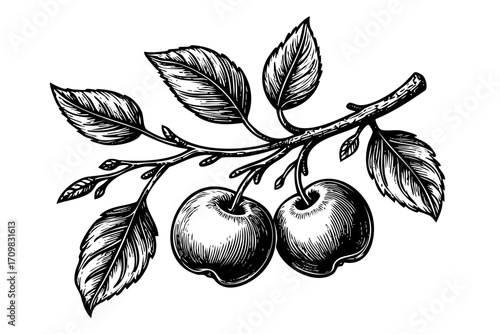 Drawing of two apples on a branch. The apples are ripe and ready to be picked. The branch is thin and delicate, with leaves that are green and full. Scene is one of freshness and abundance