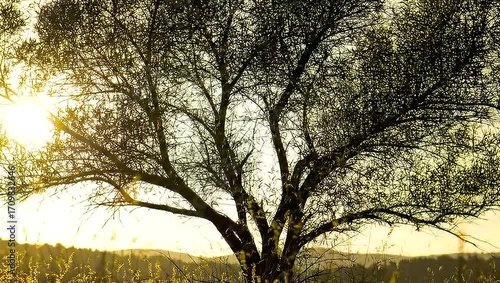 Wallpaper Mural A serene golden hour landscape featuring a lone tree silhouetted against a vibrant sunset 4k video Torontodigital.ca