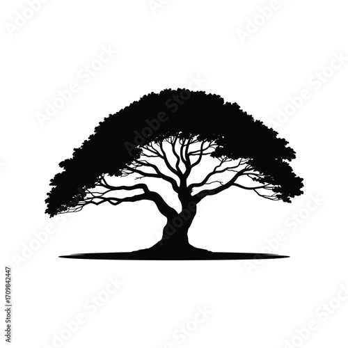 Silhouette of a majestic spreading tree with intricate branches symbolizing nature and growth