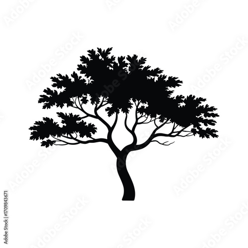 Silhouette of a full leafy deciduous tree with branching limbs against a clean