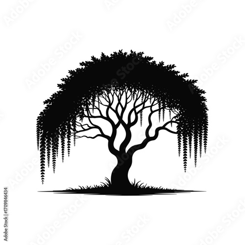 Silhouette of a weeping willow tree with flowing branches and lush foliage in silhouette form