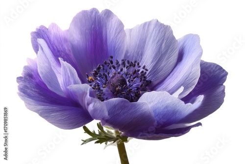 Close-up of a single, vibrant purple-blue anemone flower