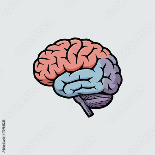 A stylized illustration of a human brain showcasing different colored lobes.