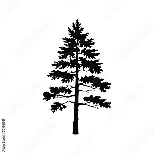 Silhouette of a tall pine tree with branches extending outwards against a bright
