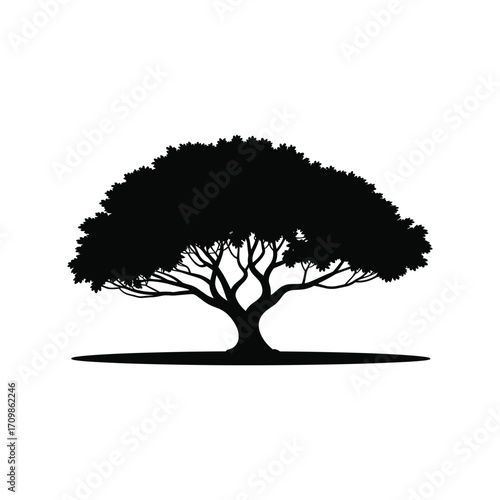 Majestic silhouette of a broad leaf tree with strong roots and dense canopy against white