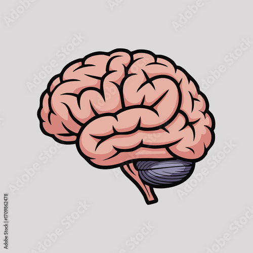 Cartoonish illustration of a human brain, side view.