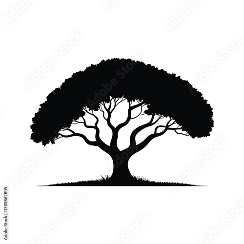 Striking silhouette of a majestic broad canopy tree with visible branches and trunk