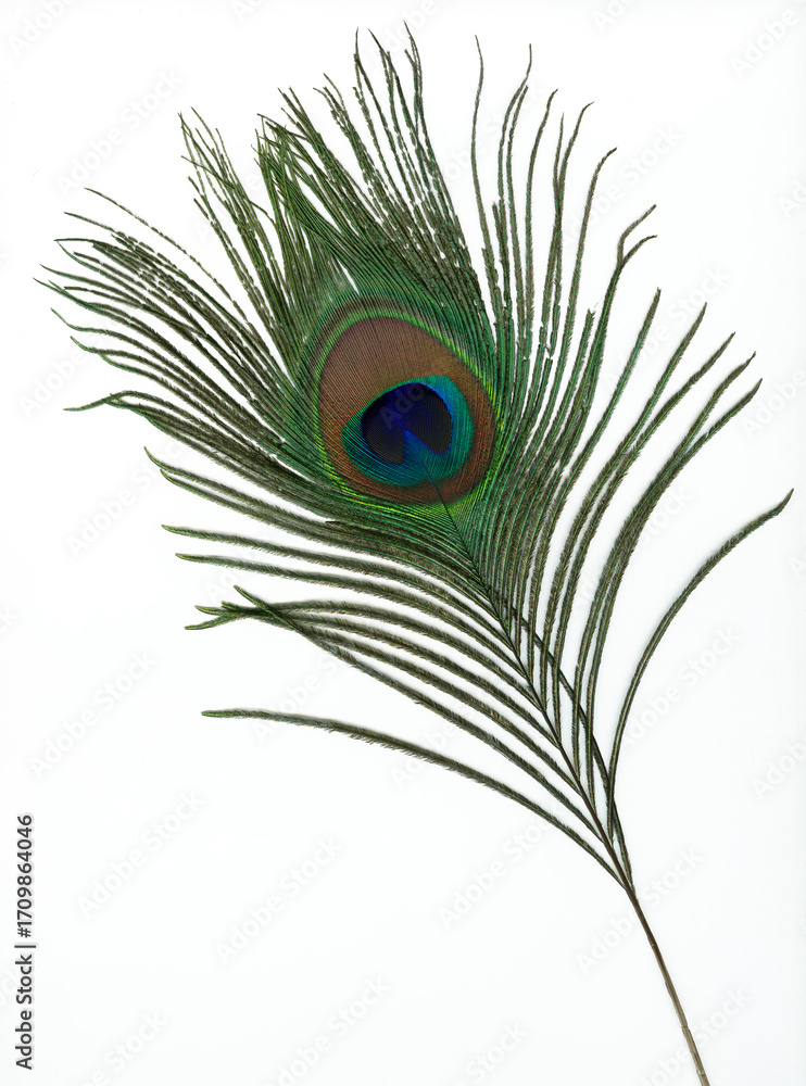 Fototapeta premium peacock feather on white background