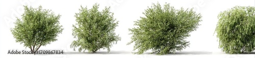 Four full view images of small, dense bushes, light green in color, against a white background
