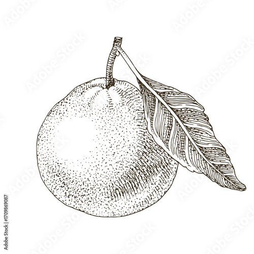 Ripe tangerine with green leaf vector illustration