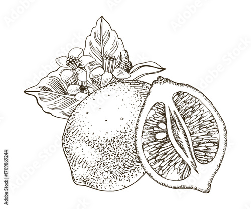 Fresh lemon fruits with flowers and leaves vector.