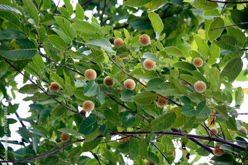 Neolamarckia cadamba burflower-tree laran Leichhardt pine kadamba kadam cadamba flower tree