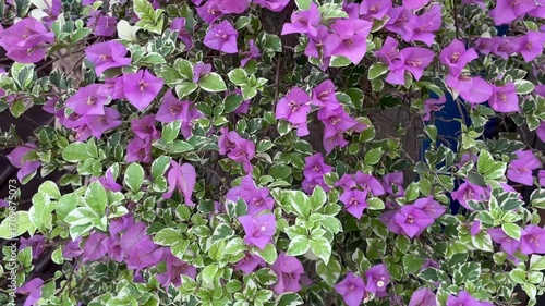 A detailed and vibrant close-up of a bougainvillea plant in full bloom. The lush purple flowers sway in the breeze.
