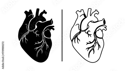 Anatomical Heart Illustration in Black and White Styles.