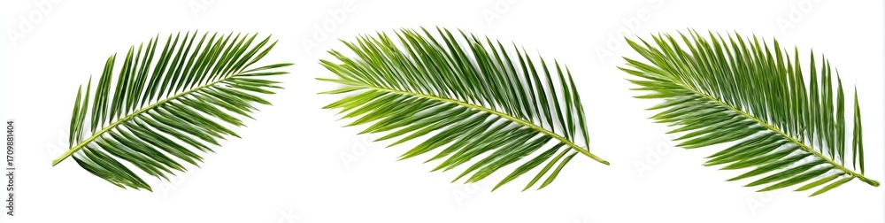 Obraz premium Three palm fronds against a white background