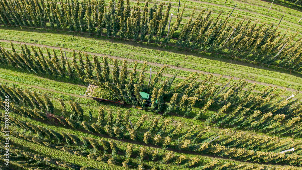 Fototapeta premium Bavarian Farmers Hop Field work with truck view from drone view