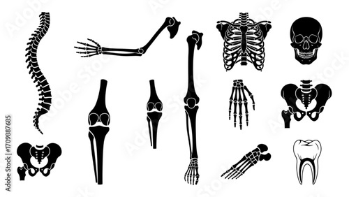 High-Quality Flat Vector Icon Set – Human Skeleton Silhouettes, Bones, Spine, Skull, Limbs, and Anatomical Diagrams