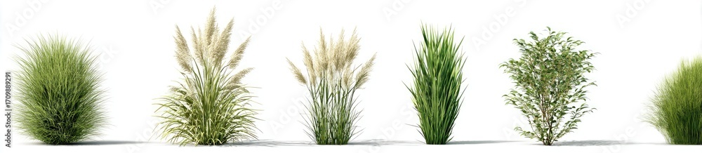 Fototapeta premium Variety of ornamental grasses and a small shrub