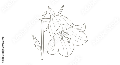 Delicate Bellflower Line Art Botanical Illustration