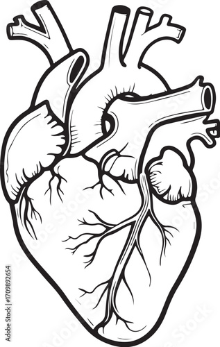Human Heart Anatomy Vector Illustration, Sketch Drawing Line Linear Symbol Icon Engraving Coloring Book, Hand-drawn Doodle Black and White Isolated