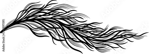 abstract black ink feather elegant swirl design, graceful graphic, isolated on transparent background