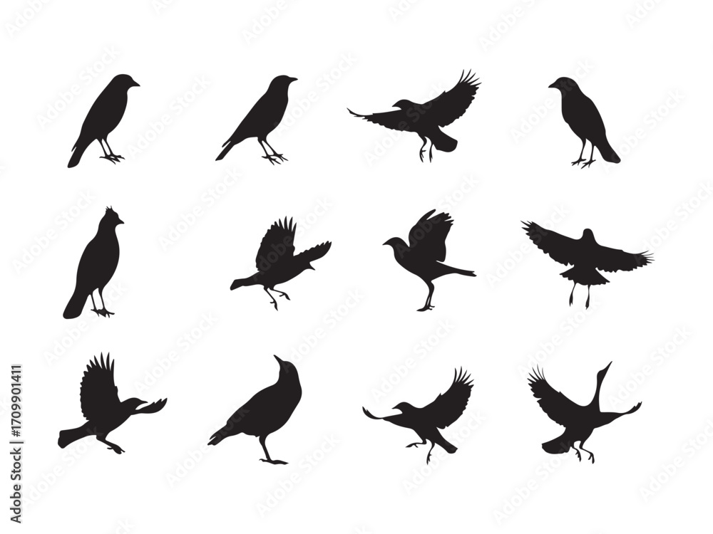Fototapeta premium Collection of silhouette bird silhouettes in various poses and flight positions silhouette