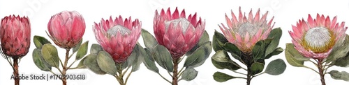 Watercolor illustration of king protea flowers in various stages of bloom