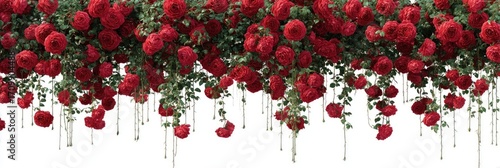 Lush red roses cascading downwards