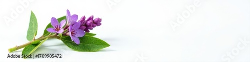 Single patchouli sprig, vibrant purple flowers, fresh green leaves, white background, botanical, vibrant, plant