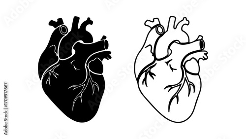 Detailed illustration of human heart anatomy in black and white.