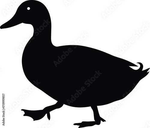 Silhouette of a duck walking with a detailed eye and feet, perfect for nature, wildlife, and animalSilhouette of a duck walking with a detailed eye and feet, perfect for nature, wildlife, and animal