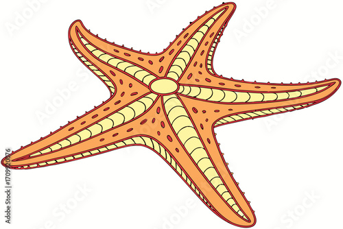starfish on white background