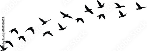 Silhouette of birds flying in a V-formation over a white background, symbolizing migrationSilhouette of birds flying in a V-formation over a white background, symbolizing migration