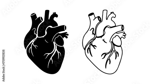 Human Heart Anatomy Illustration Black and White Set.