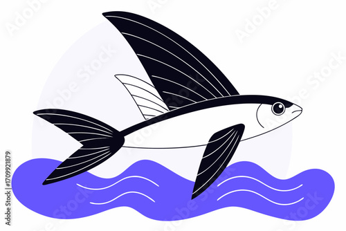 fish on a white background