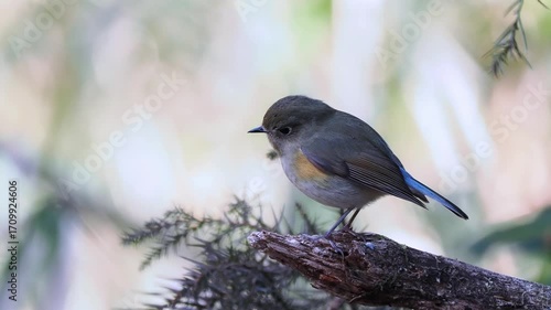 森の中で枯れ木に留まって周りを見渡しているルリビタキ