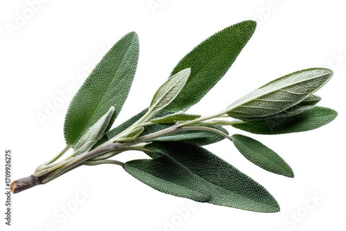 Fresh sage sprig on white background