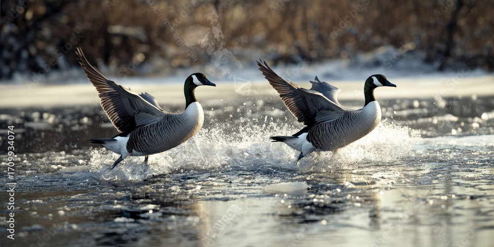 Fototapeta premium Two Geese Taking Flight On A Frozen Water Body With Splashes