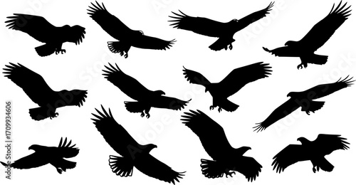 set of silhouettes of eagles flying. sketch style vector. isolated background
