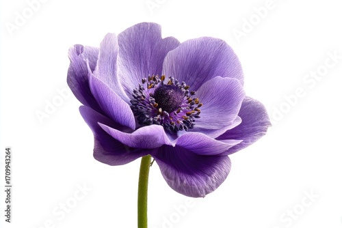 Single, vibrant purple anemone flower, close-up