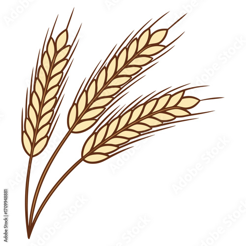 Hand-drawn barley stalk vector illustration, vintage cereal plant