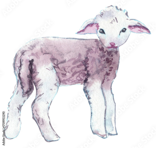 Watercolor illustration of a lamb. Perfect for nativity scenes, farm-themed designs, children’s books, and cozy pastoral artwork.