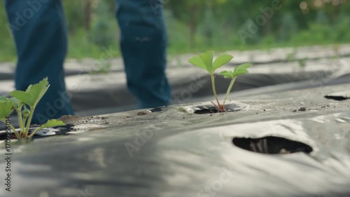 low angle view of adult walking across black plastic mulch ridges to retrieve coral watering can near young strawberry seedlings in sunlit garden between planting rows before watering plant