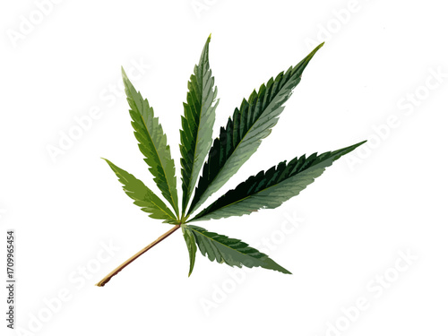 Cannabis leaf vector illustration isolated on white or transparent background