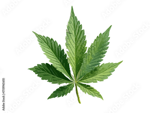 Cannabis leaf vector illustration isolated on white or transparent background