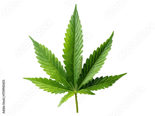 Cannabis leaf vector illustration isolated on white or transparent background