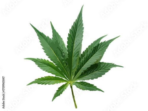 Cannabis leaf vector illustration isolated on white or transparent background